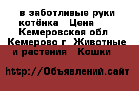 в заботливые руки котёнка › Цена ­ 1 - Кемеровская обл., Кемерово г. Животные и растения » Кошки   